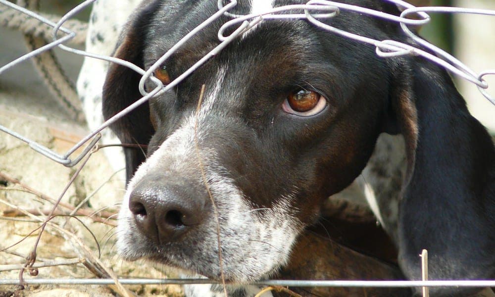 Vereador quer combater prática de maus-tratos e crueldade contra animais