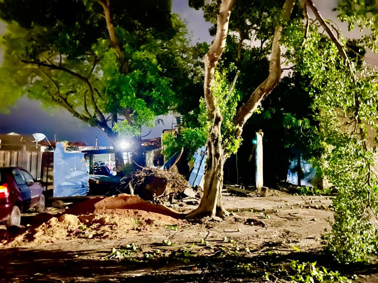 Vereador pede levantamento das condições de árvores para evitar incidentes durante temporais