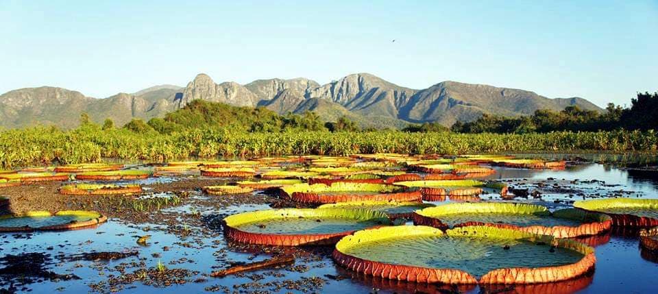 Criada comissão para debater desenvolvimento sustentável do Pantanal