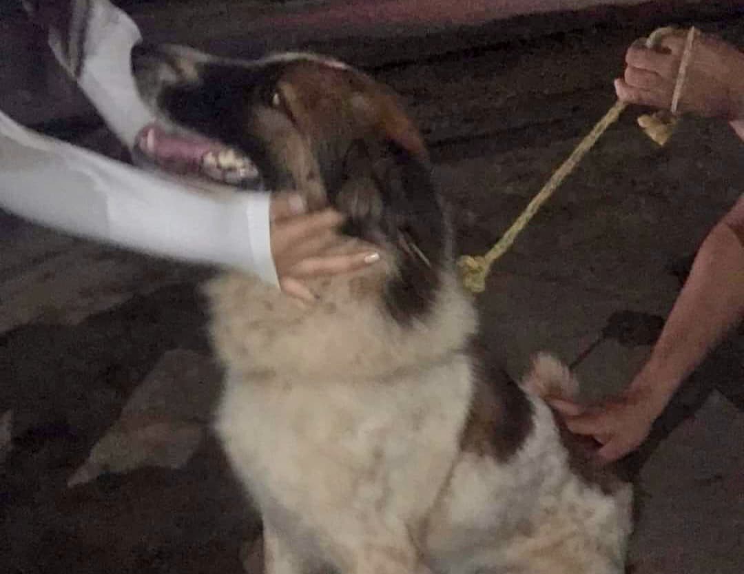 Sancionada Lei que cria o “Banco de Ração e Acessório para Animais” em Corumbá