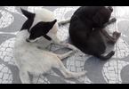 Thumb_animais_2